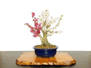 格安盆栽素材/生産品紹介/花梅 八重西王 小品盆栽 販売/通販のFROM JAPAN