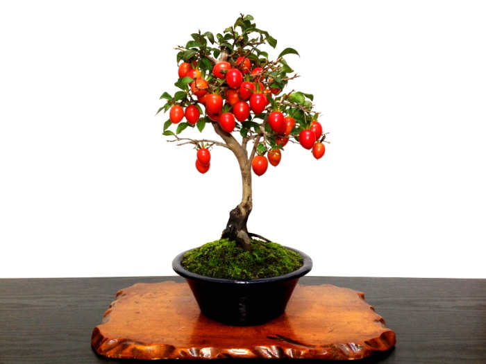 老爺柿、盆栽。 | nate-hospital.com
